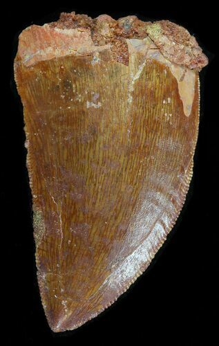 Serrated, Carcharodontosaurus Tooth #42287